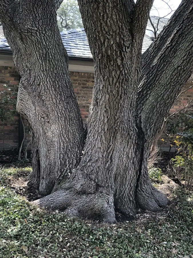Mature heritage tree close to a Wahiawa property cared for by certified arborists